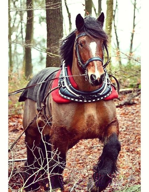 AC定能馴「馬」